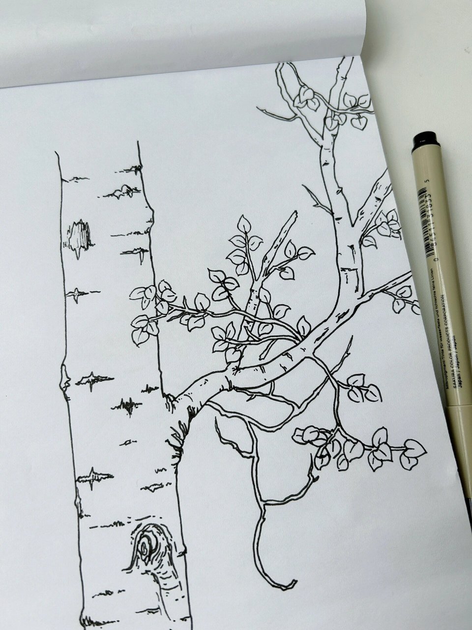 速写|树 树枝 树叶