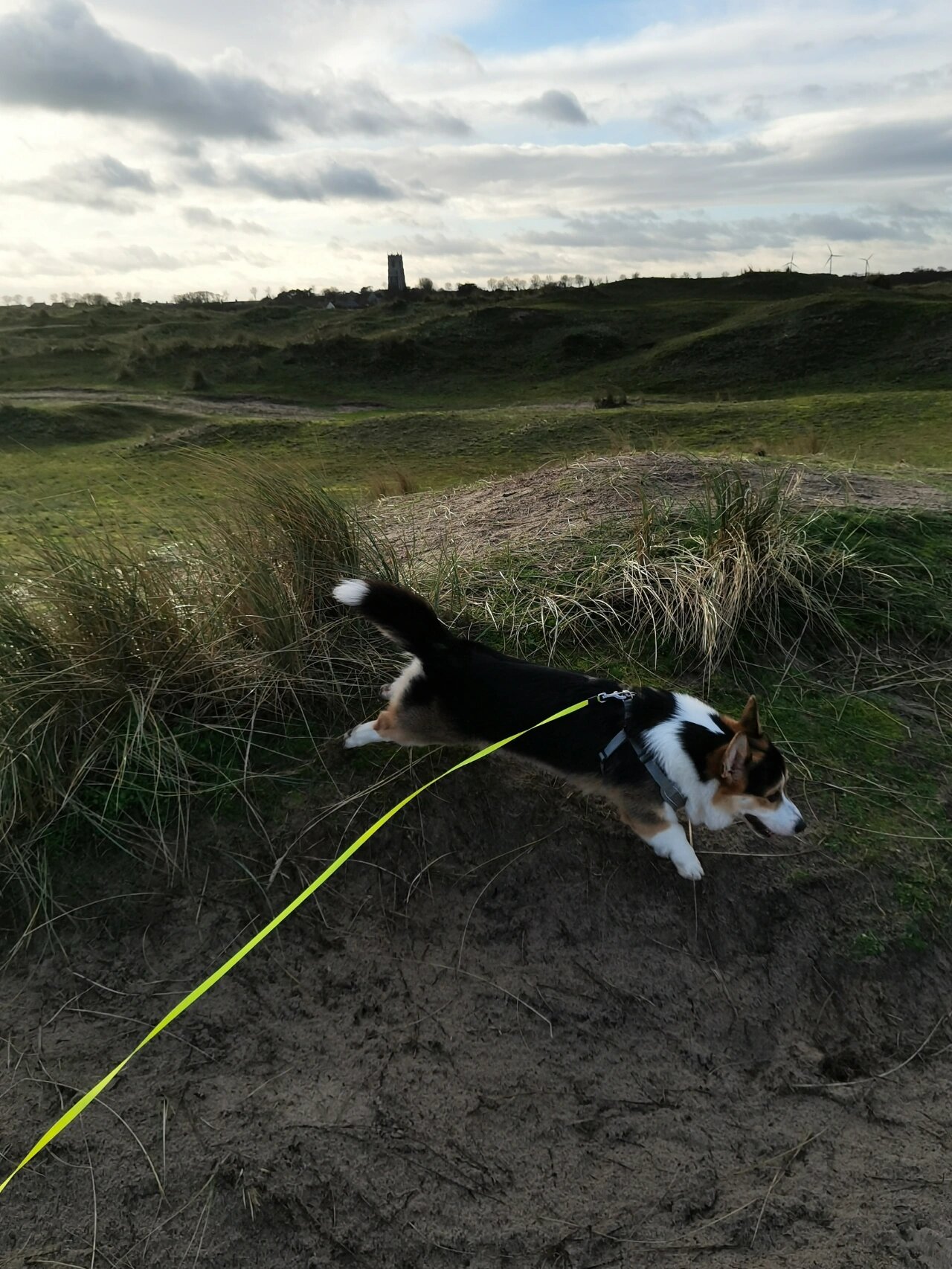 伦敦惊现芝麻海豹95 又到了看小海豹子们的季节 london victoria