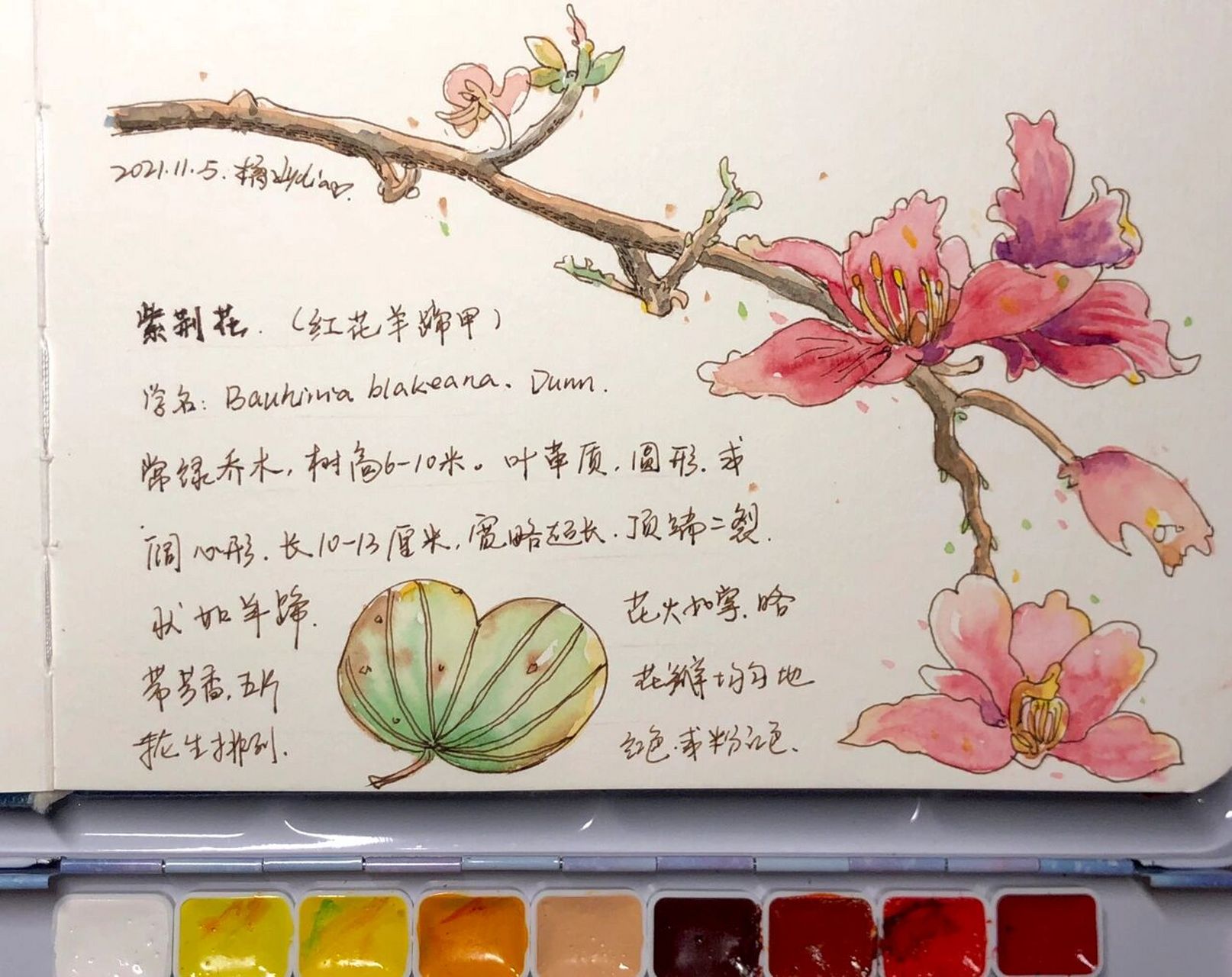 每日一画 no.46 紫荆花