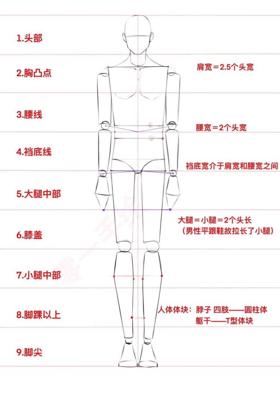 服装设计手绘入门基础系列——男人体比例 9595超详细讲解时装画
