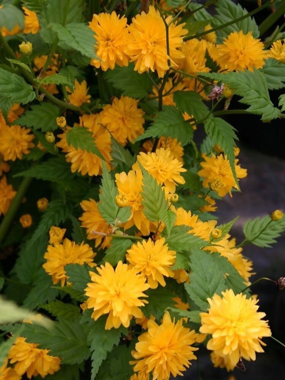 每日一画/重瓣棣棠花