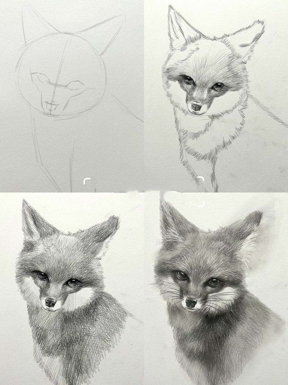 素描动物 小狐狸02 狐狸的素描过程