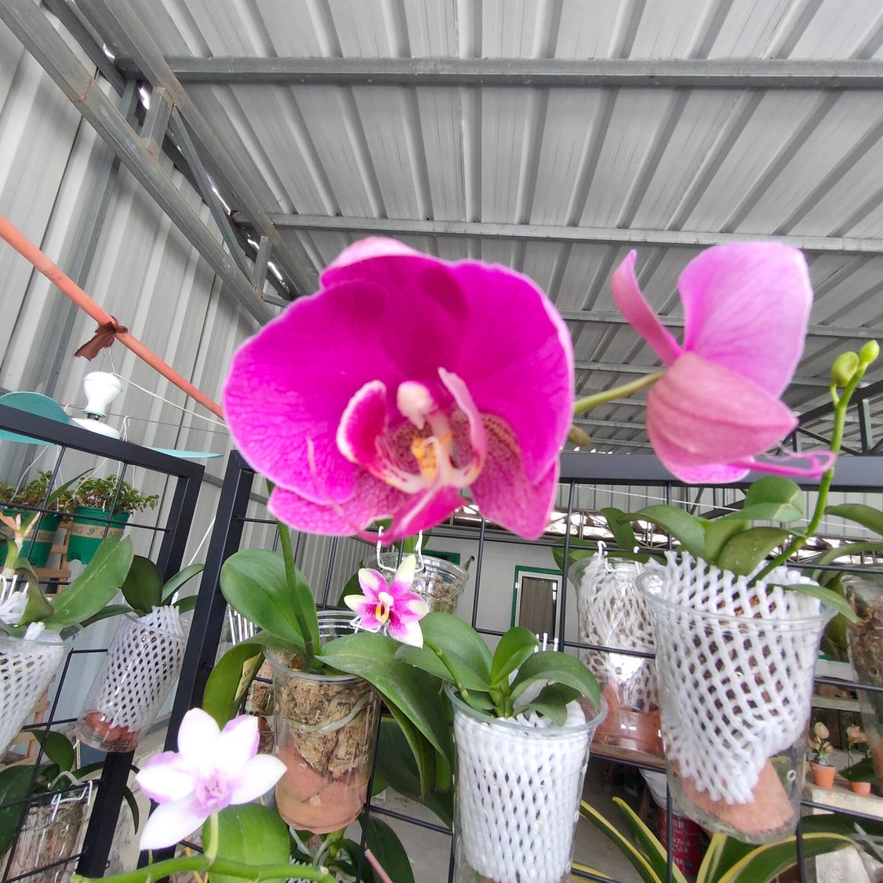 商家说是火凤凰蝴蝶兰 也不知道对不对版,第一次买这花,说是火凤凰