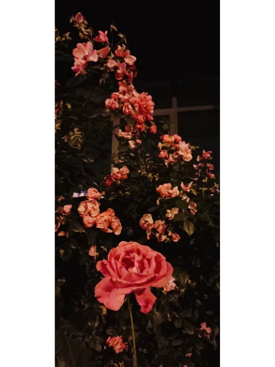 分享一波蔷薇花壁纸 黑色系壁纸,蔷薇花