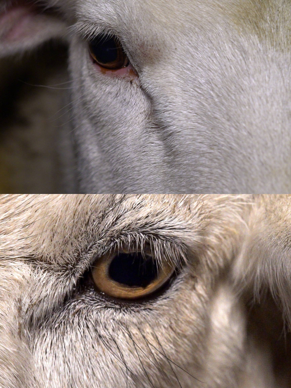 每周影片推荐| 神级纪录片《统治》#统治# 953个多月前,备受期待的