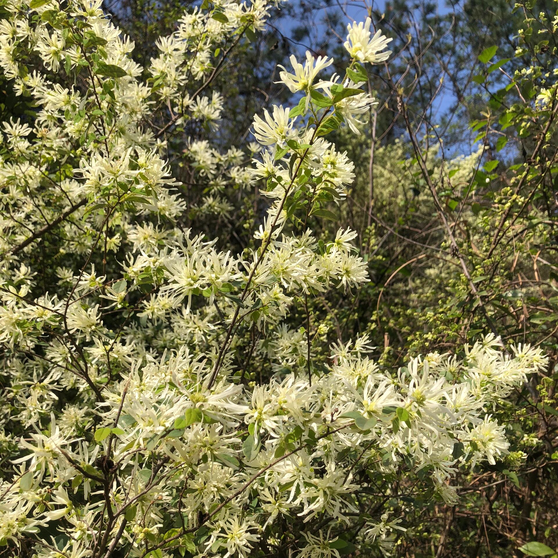 白花檵木的花语图片