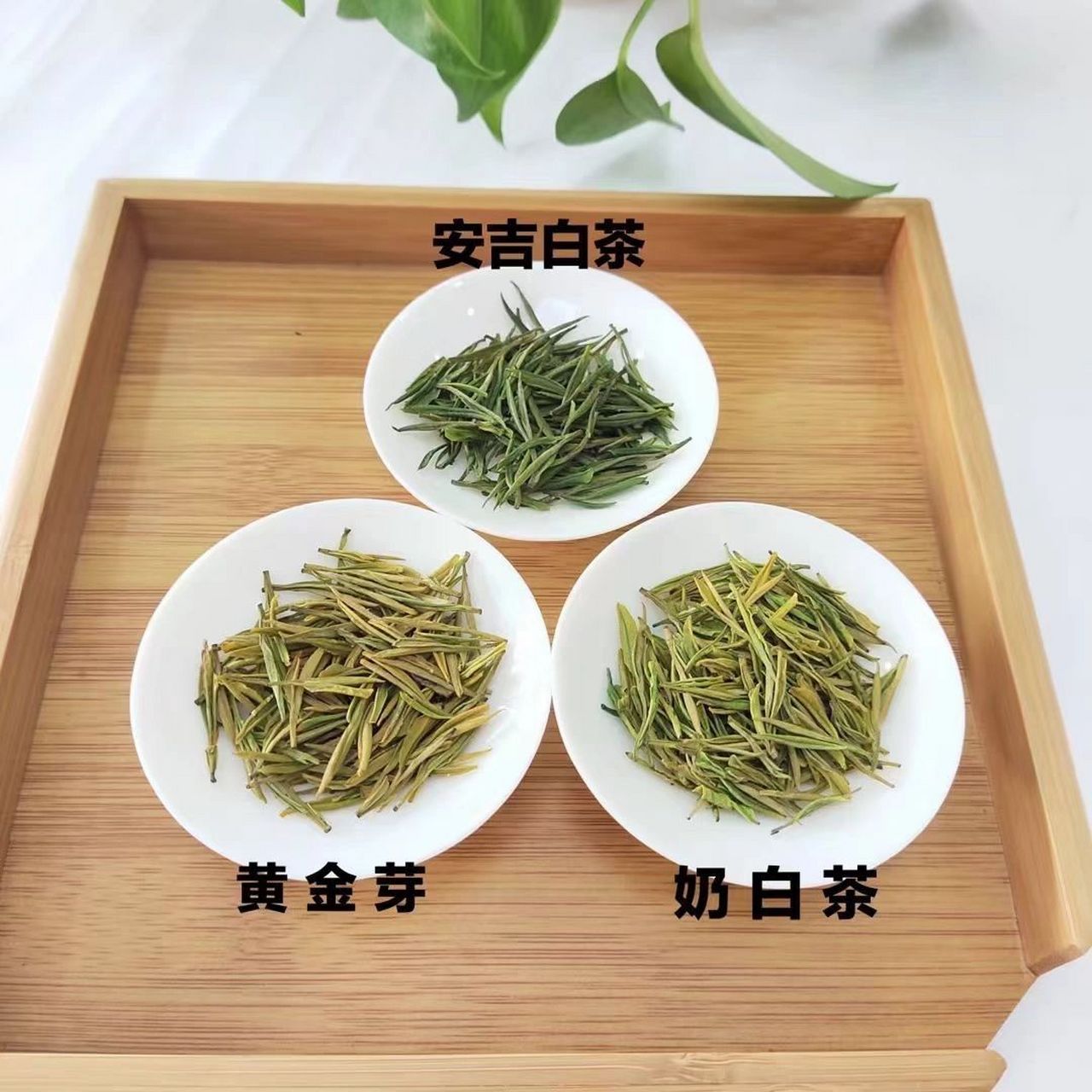 安吉白茶和奶白皇金芽和黄金芽的区别 正宗的高山安吉白茶口感鲜爽