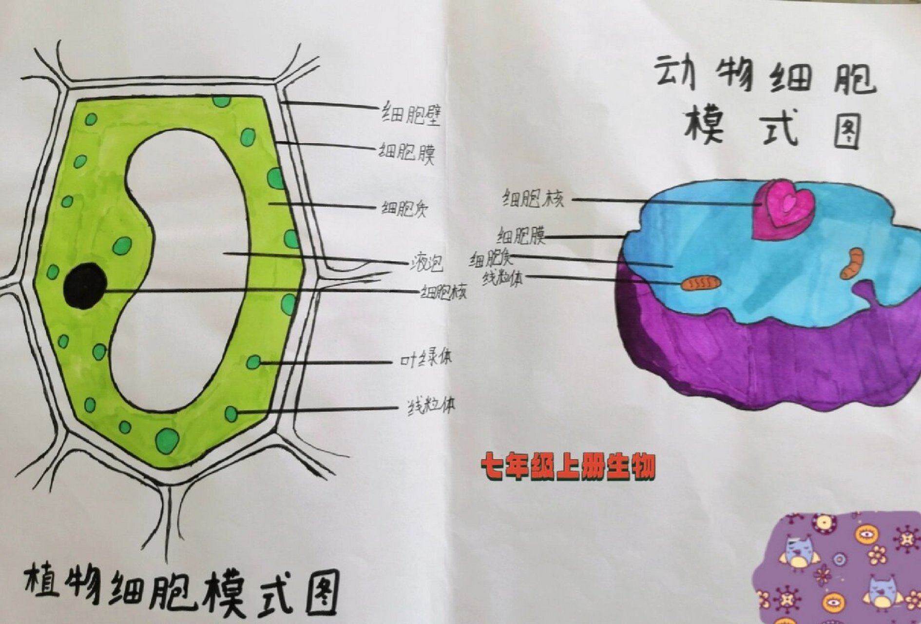 动植物细胞结构比较图图片