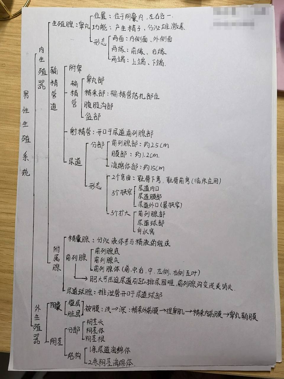 男,女生殖系统的思维导图