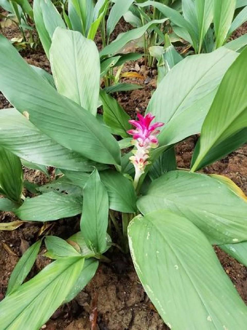 学中药第87天 莪术 活血化瘀药(破血消癥zheng一声药) 【药性】 辛,苦