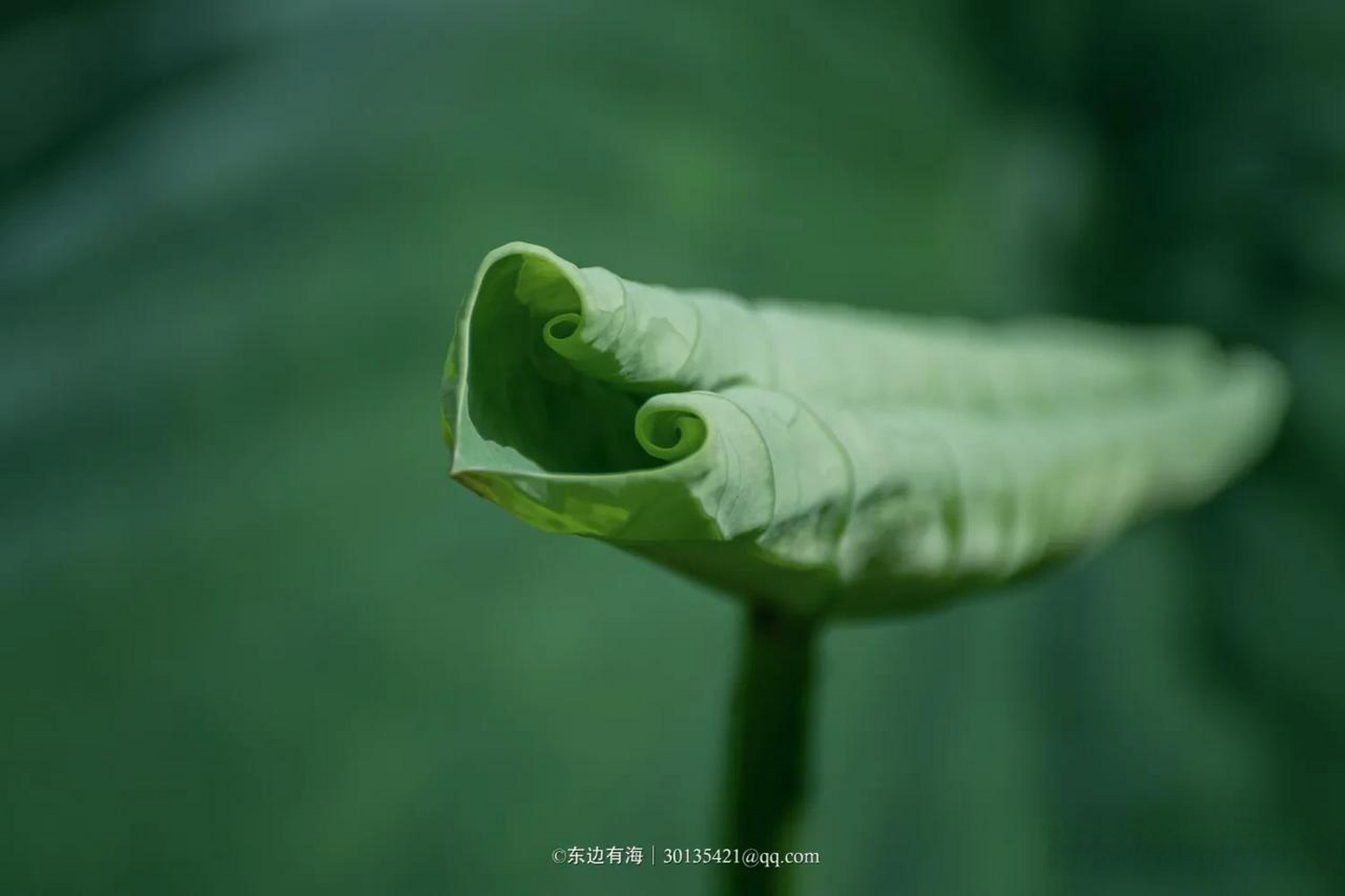 荷叶有水珠的荷花图片图片