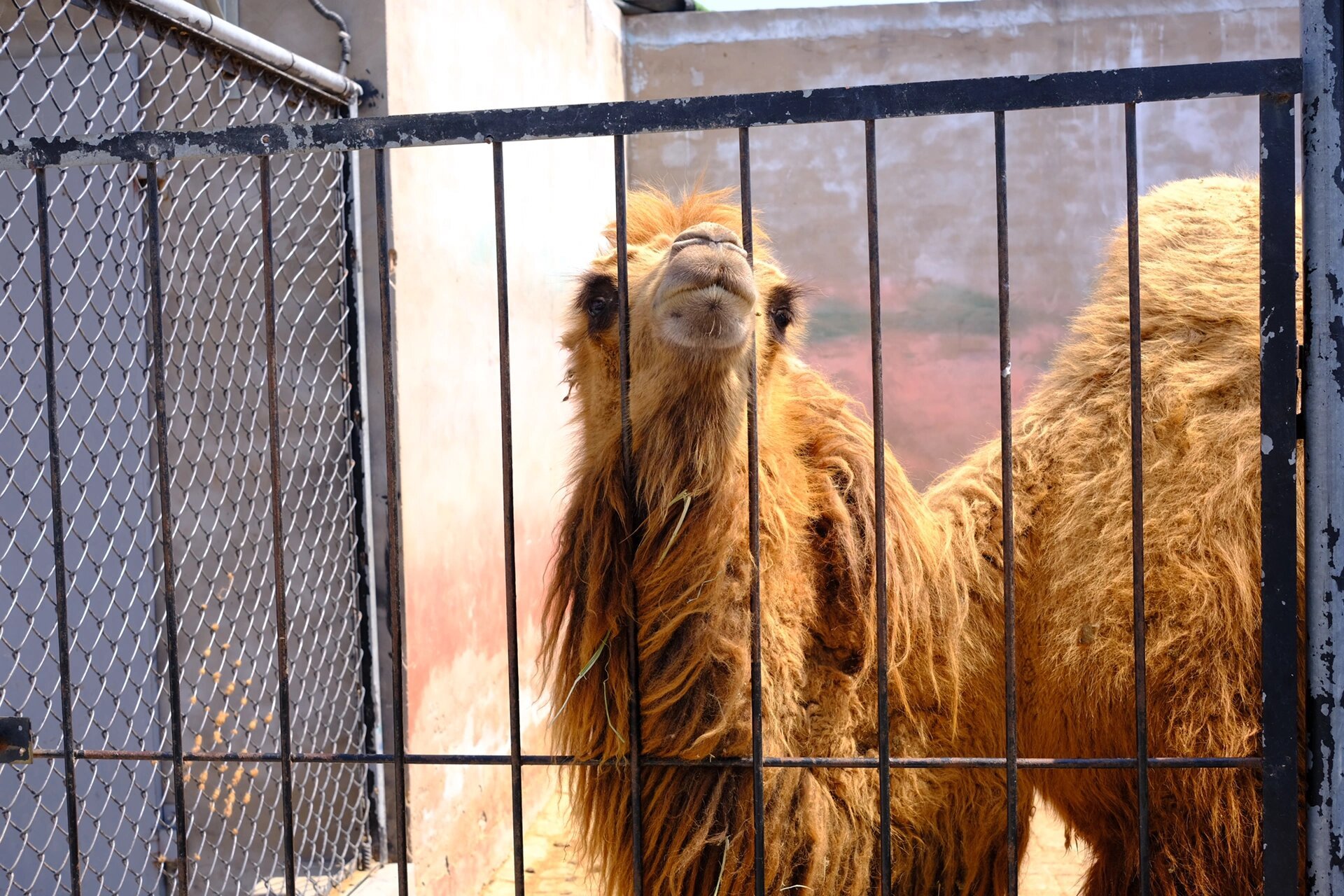 亳州市动物园 地点:建安路与亳芜大道交叉口 门票:成人30元/人 110cm