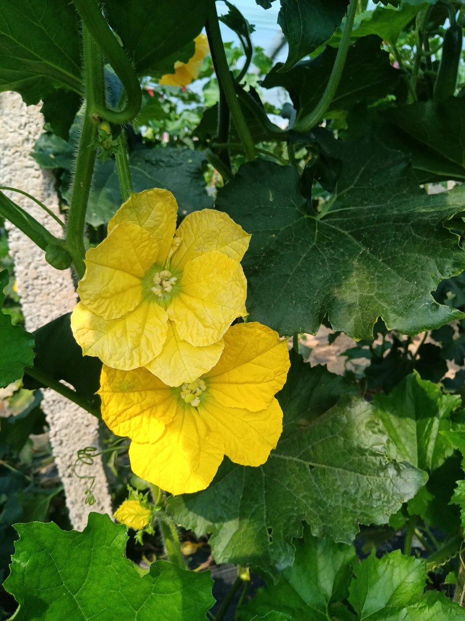 冬瓜花 工作途中看到的冬瓜花