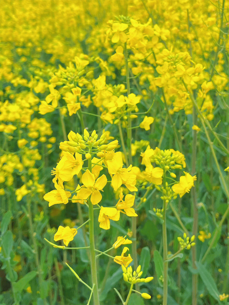 油菜花图片大全画面图片