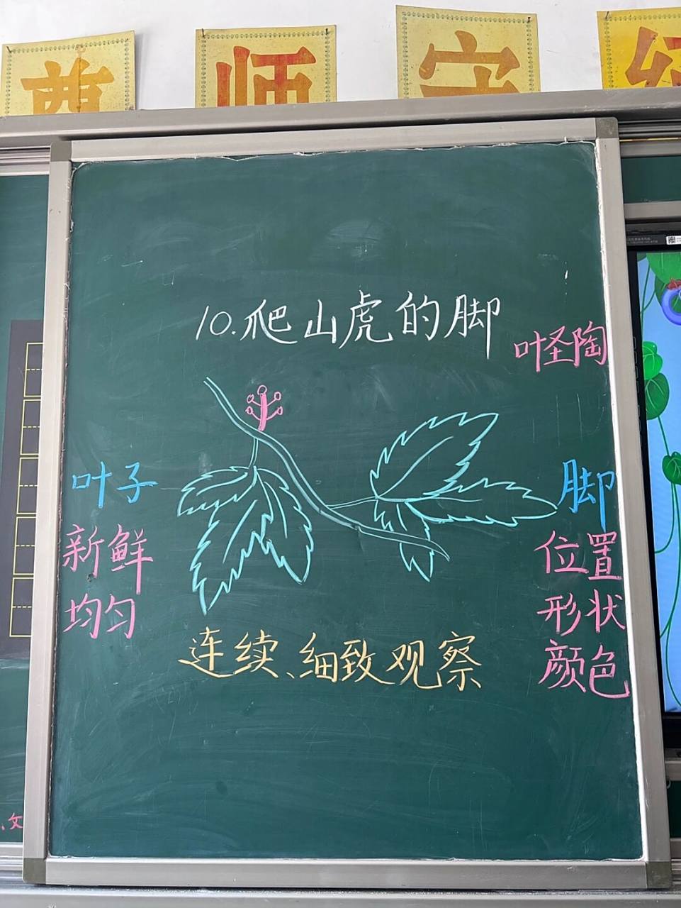 四上|10.《爬山虎的脚》板书设计