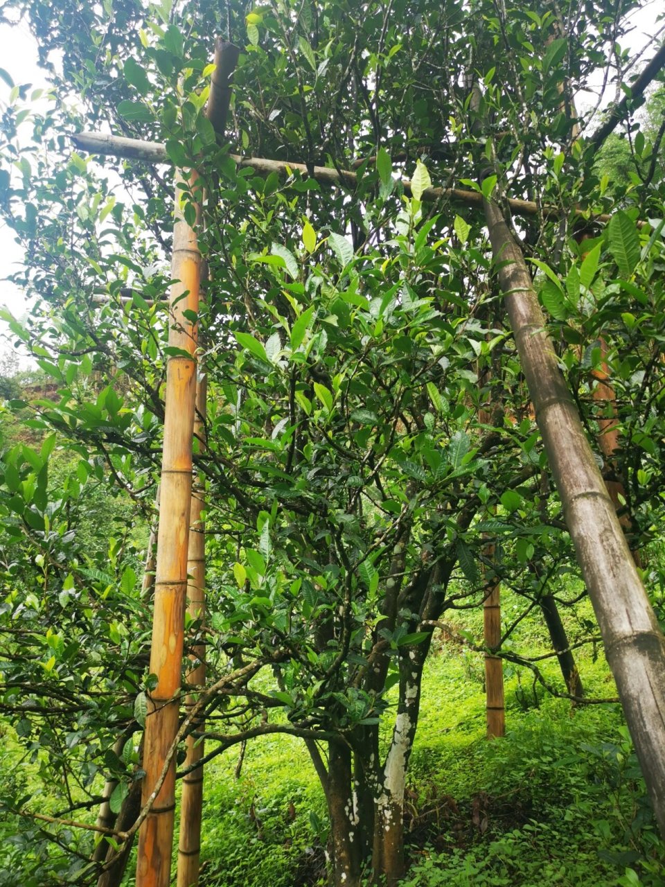 今天来给大家介绍一下我们勐库十八寨,让大家充分了解普洱茶,以便于