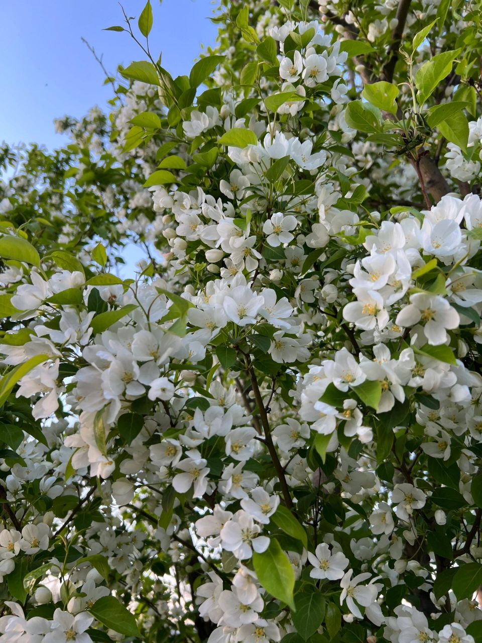 东北路边的那些野花——山荆子 山荆子花语:默默无私的奉献.