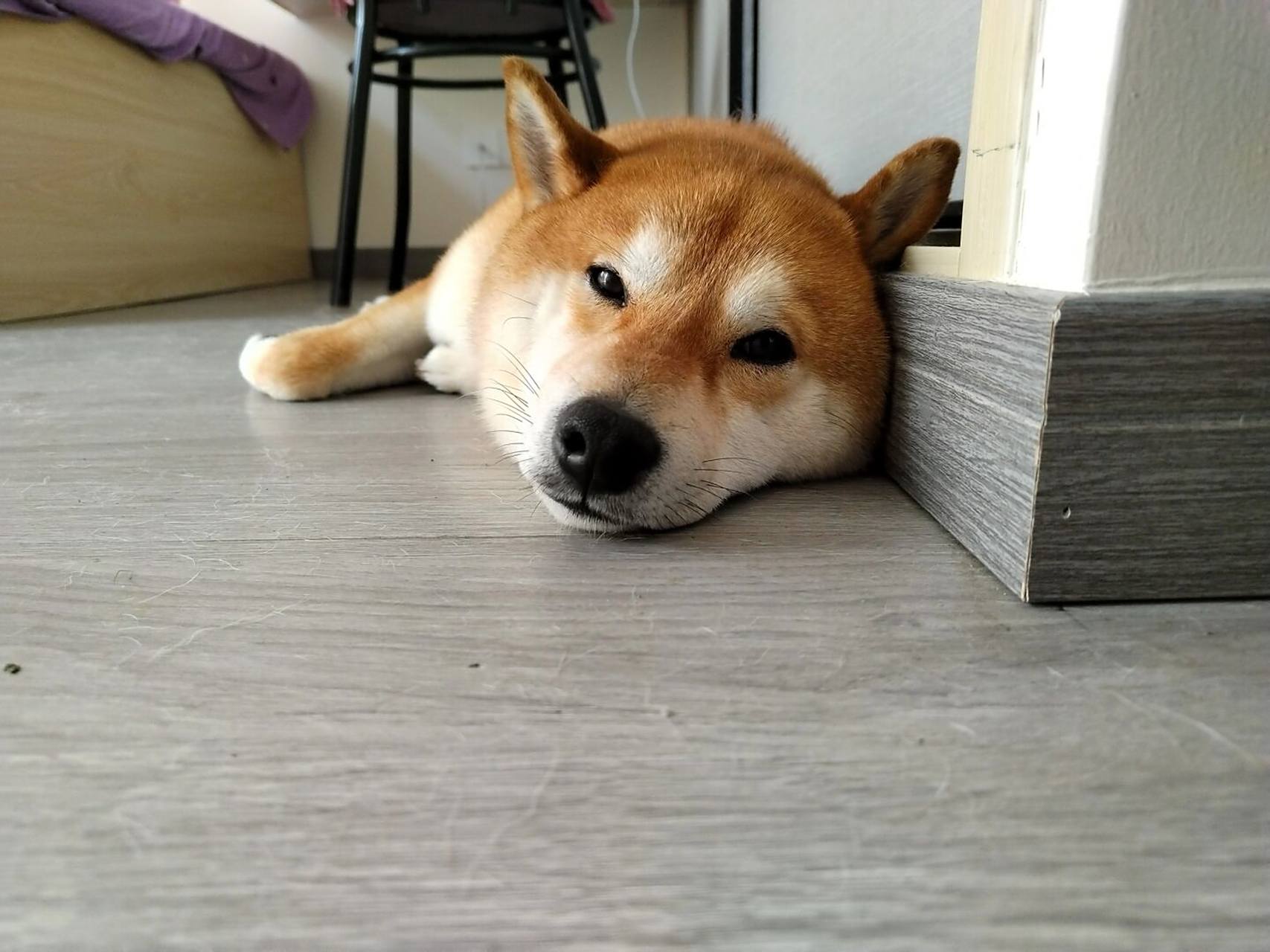 面包微信表情包都在这里 [赞同]有面包动图和静态图 #柴犬# #微信表情