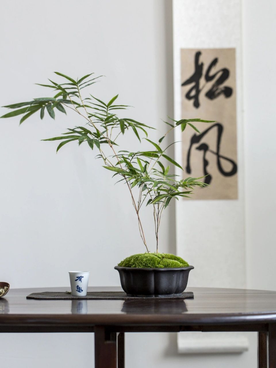 97 竹子空心而挺拔,让文人骚客比喻为虚怀若谷的君子,气节高尚的