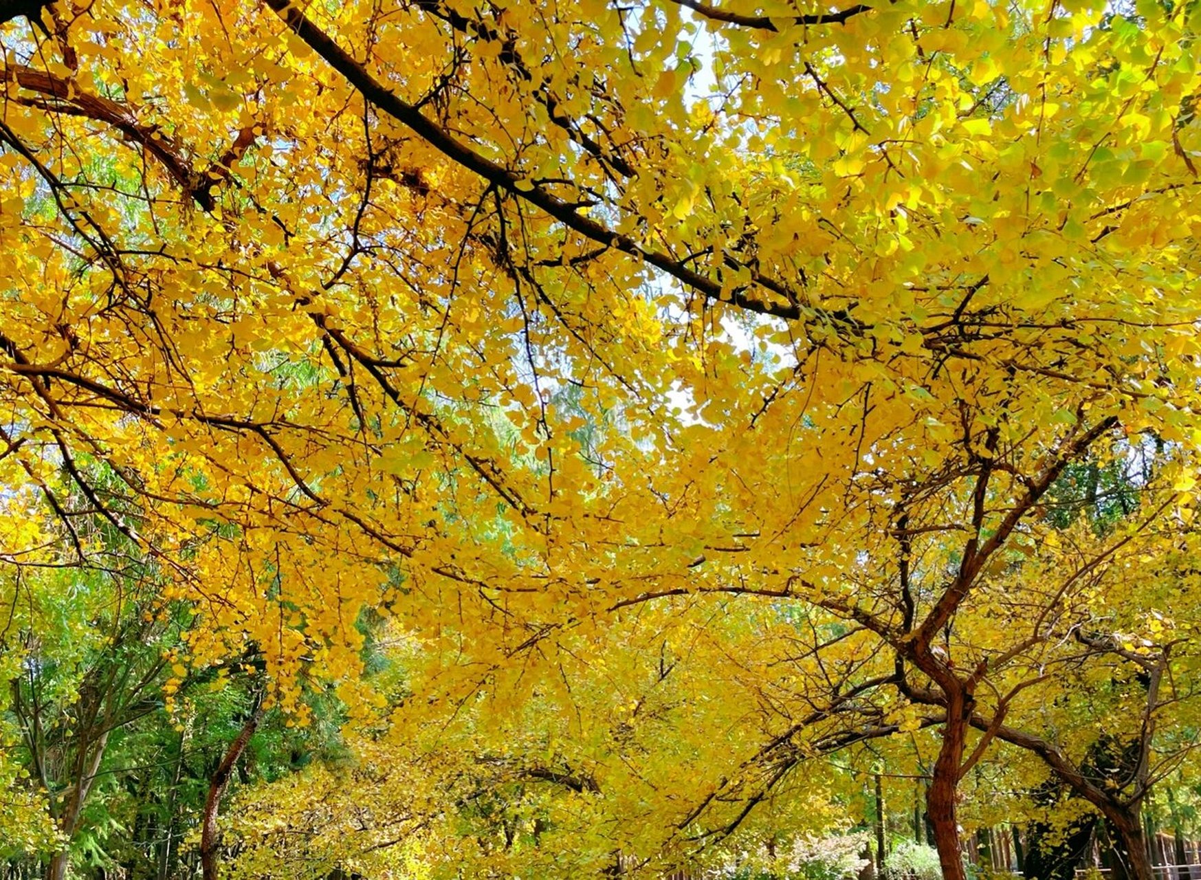 2021 共青森林公园的银杏黄了 枫叶红了 共青森林公园的银杏已经有