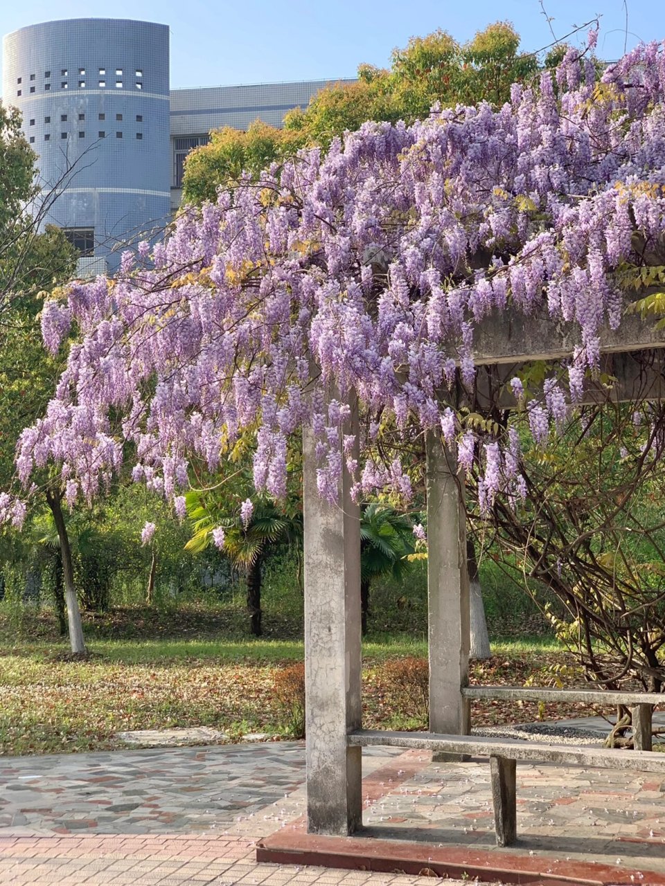 紫藤萝瀑布学校图片