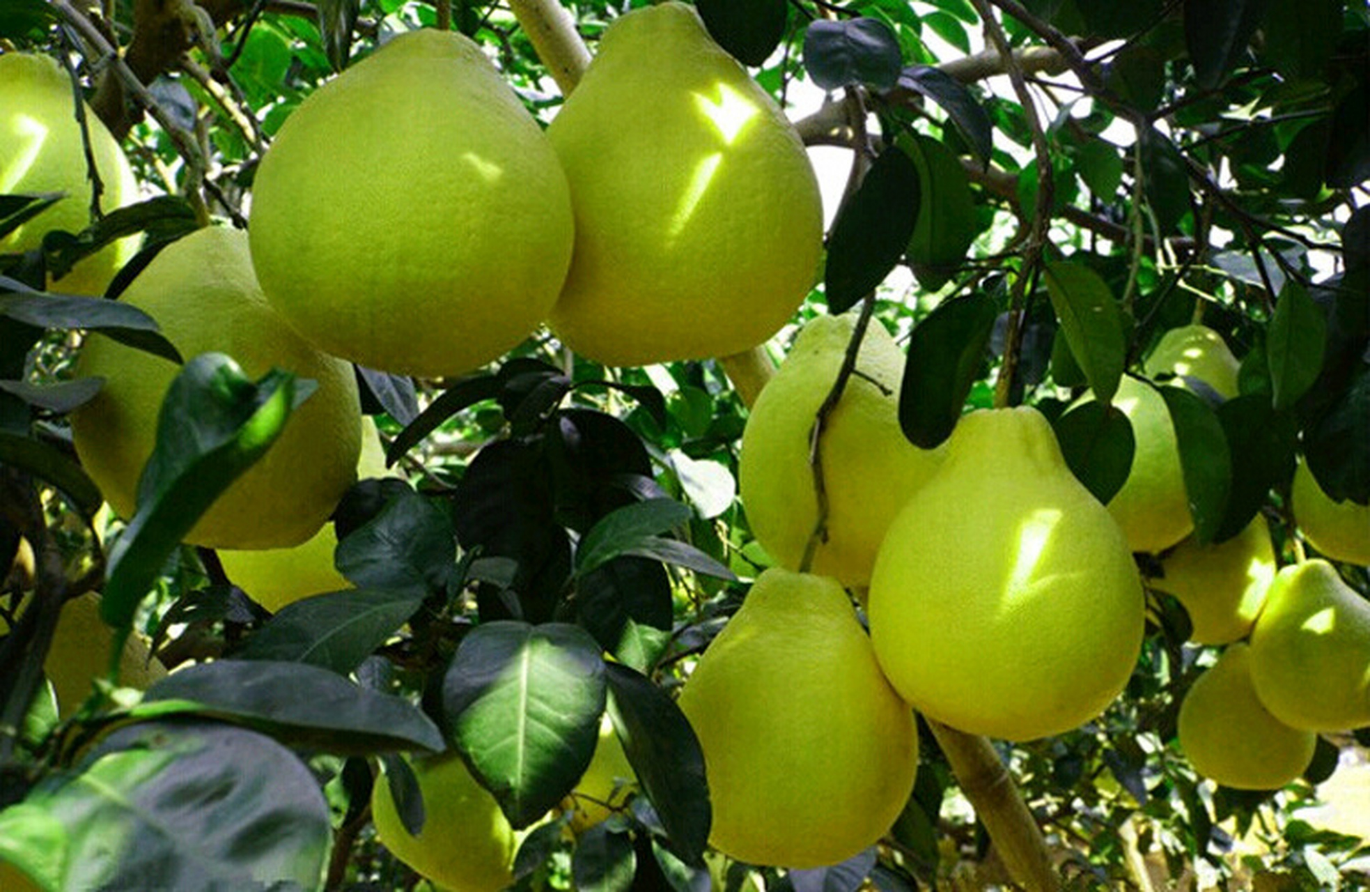 沙田柚施肥用什么肥料好? 沙田柚原产地在我国广西容县沙田乡,因果实