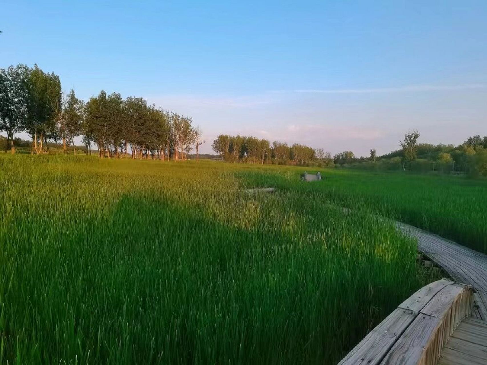 浪漫藏在森林中|潮白河森林公园 7215 郊游找片树荫,吸氧,喝茶