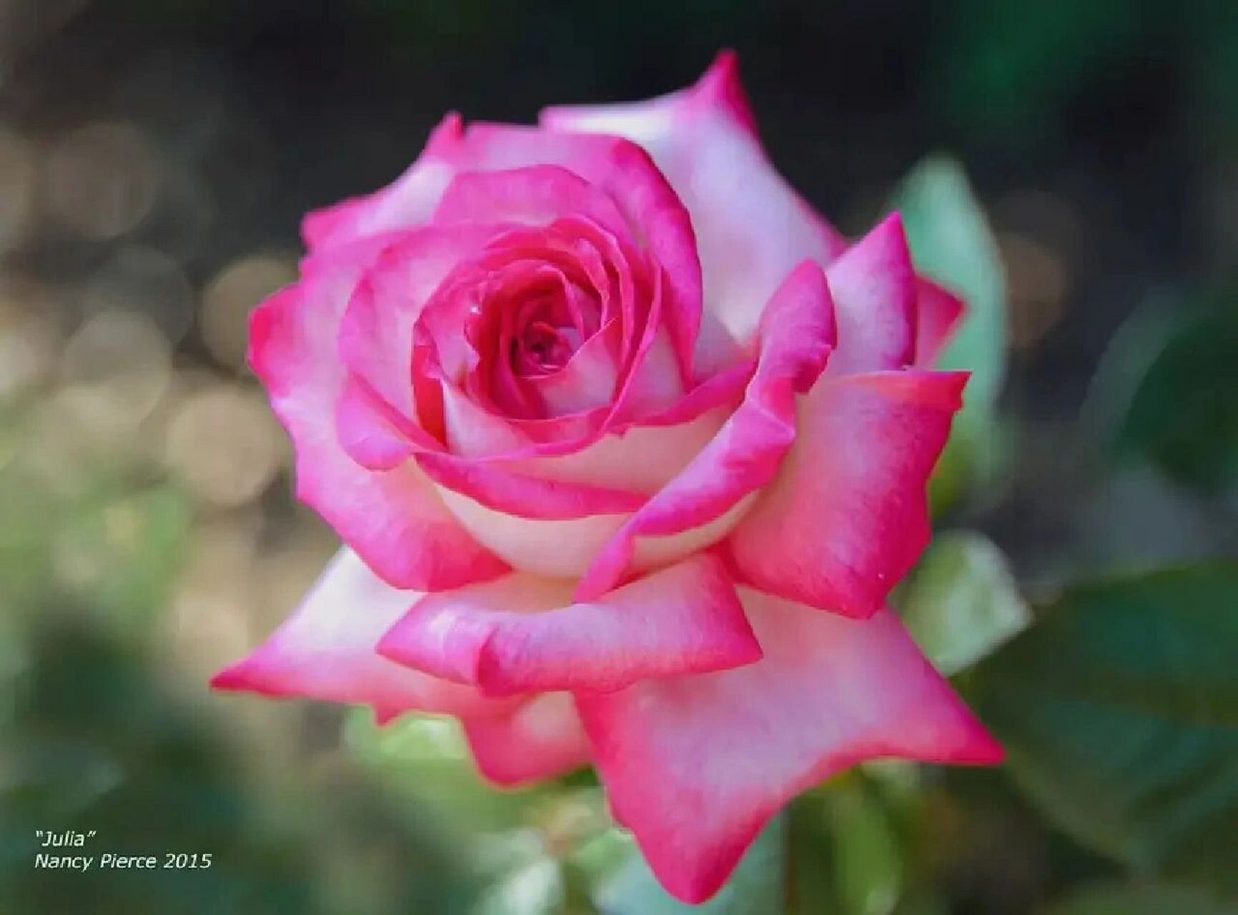 尼普月季茱莉亚julia (雪肤红唇) 真的好美丽010101网图