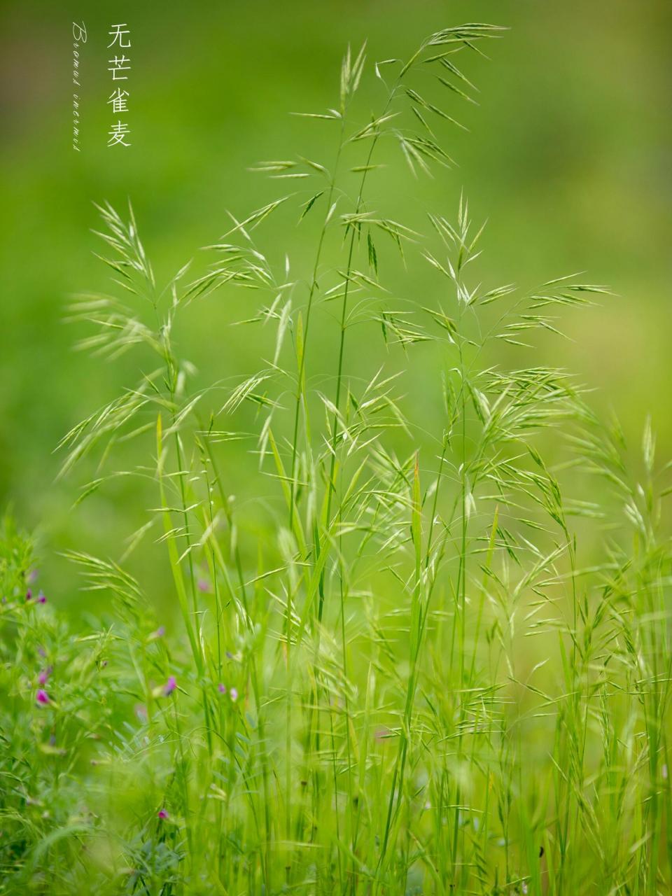 风吹起绿色|青草集 红树青山日欲斜 长郊草色绿无涯.