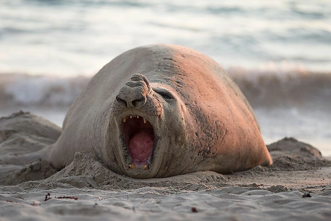 因雄性面部的长鼻而得名的南象海豹 南象海豹,又称"南方象海豹"(英文