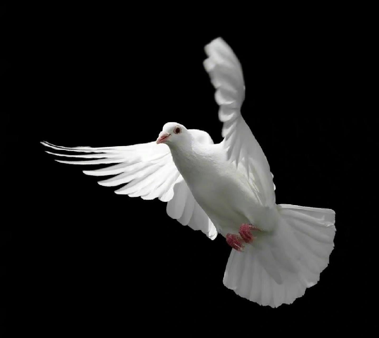 素材分享|鸽子飞翔翅膀绘画参考素材