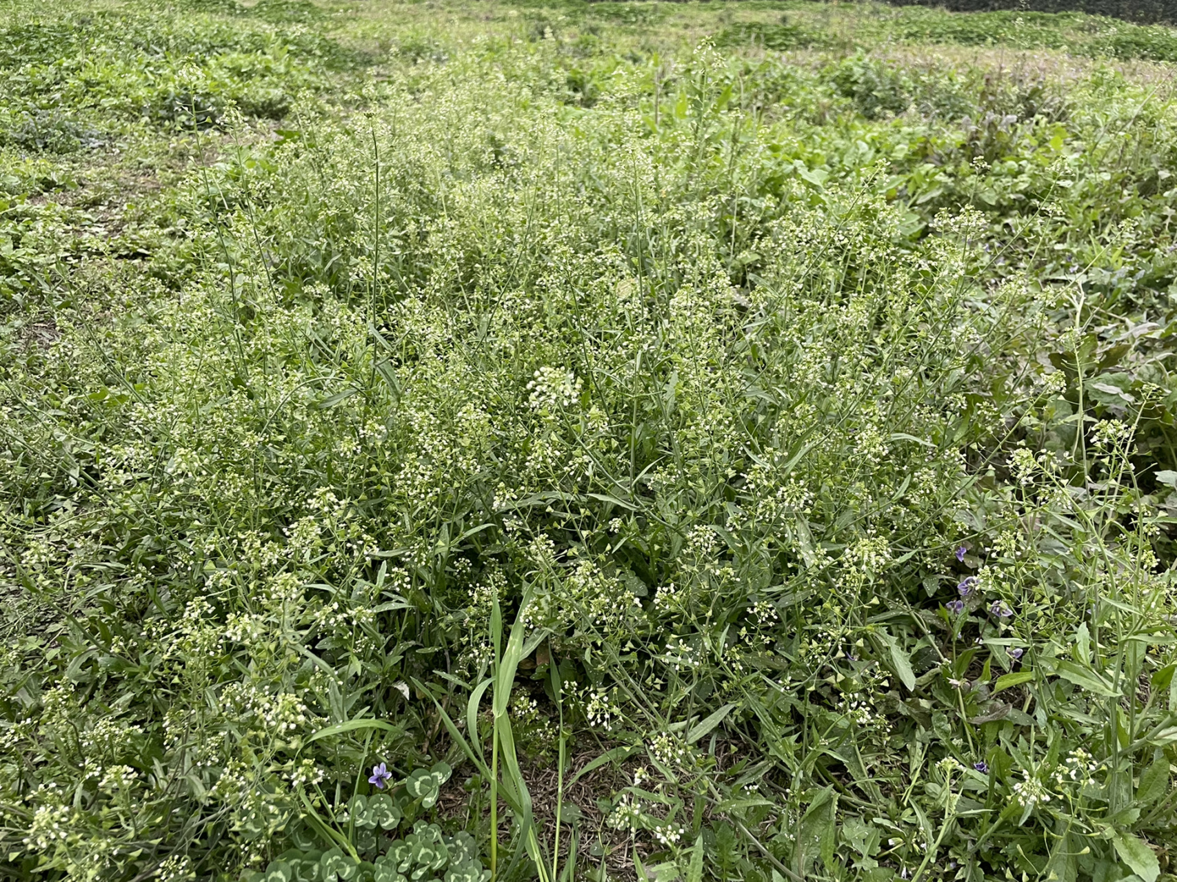 狗地芽野菜图片图片