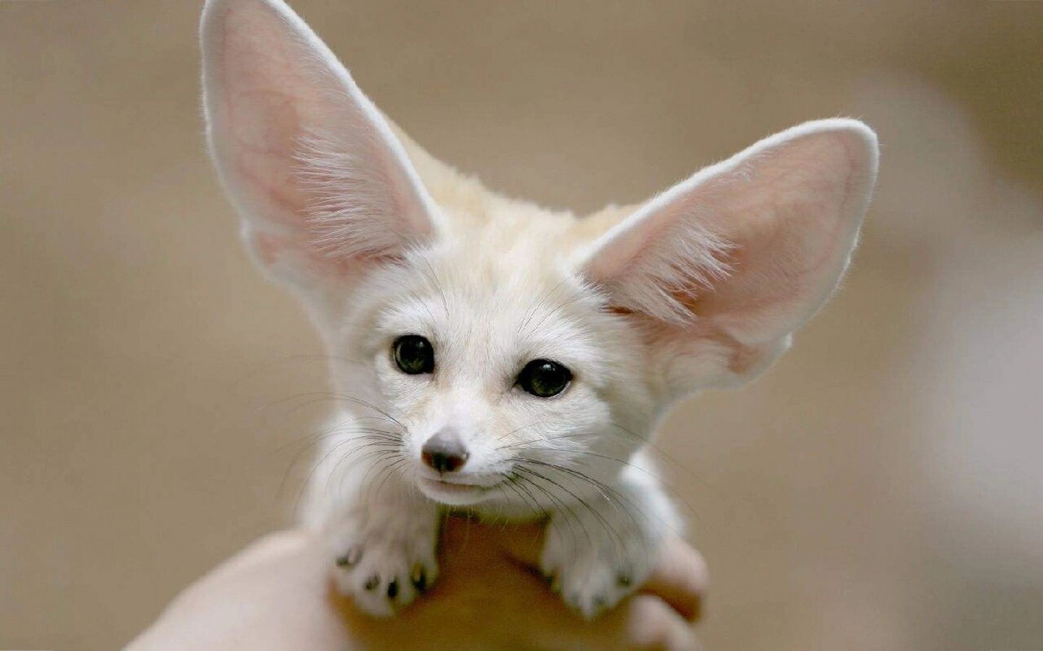 cnn评选世界最可爱动物第一名——耳廓狐 耳廓狐(学