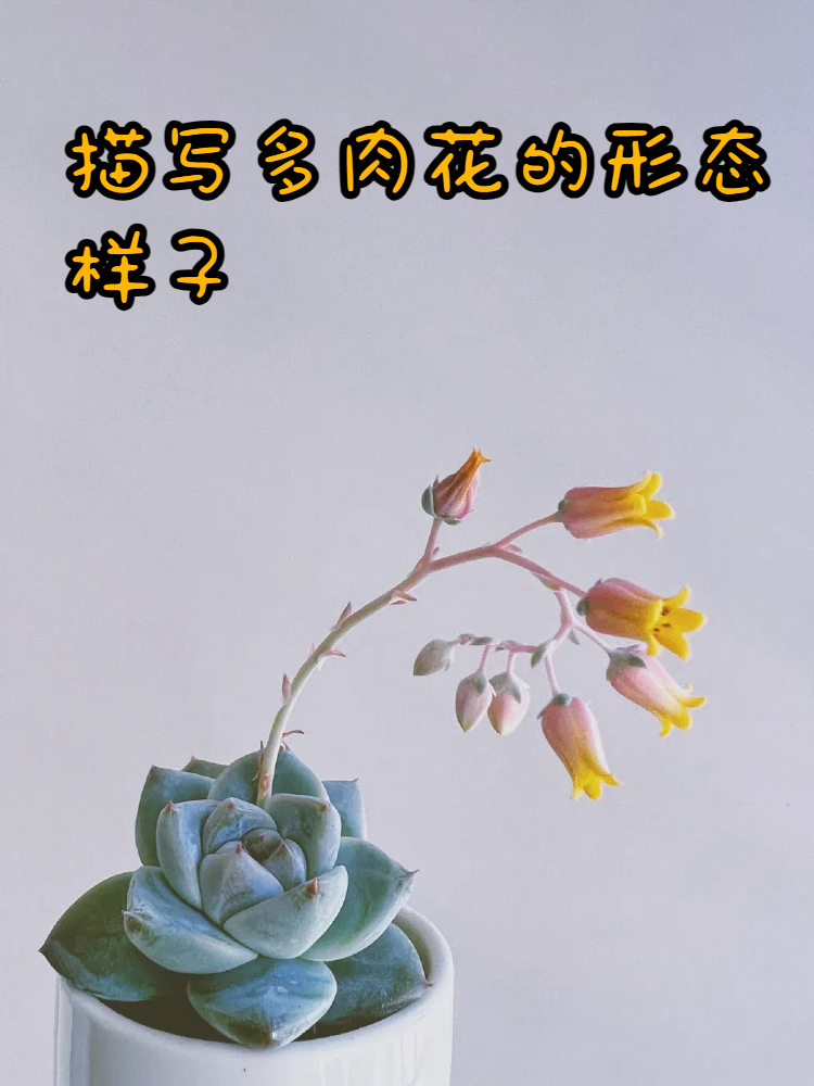 多肉植物外貌描写图片