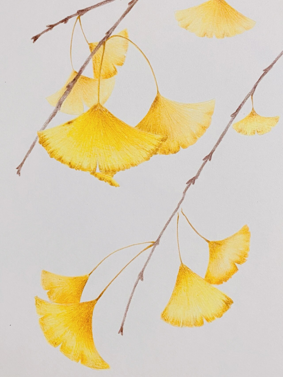 彩铅《银杏叶》 主题《银杏叶》 适合10岁以上的学生 工具:辉柏嘉水性