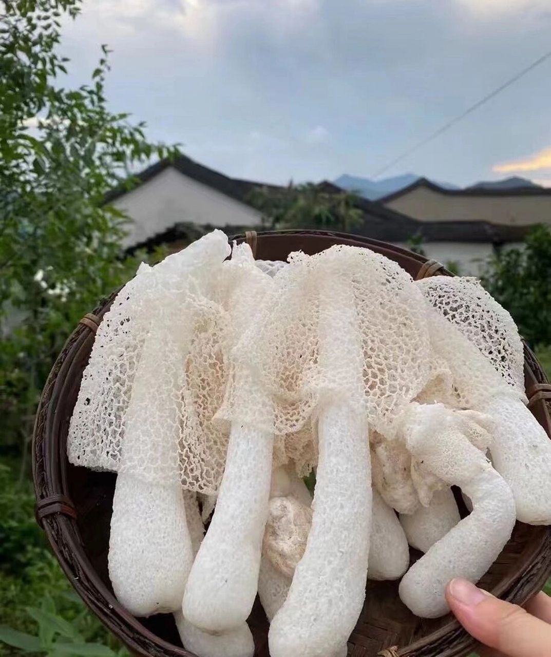 73竹荪:被人们称为"雪裙仙子","山珍之花","真菌之花","菌中皇后"