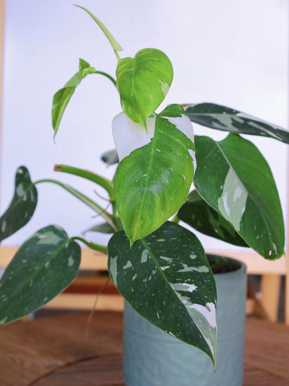 今日植物分享|白巫师蔓绿绒 白巫师蔓绿绒(philodendron white wizard