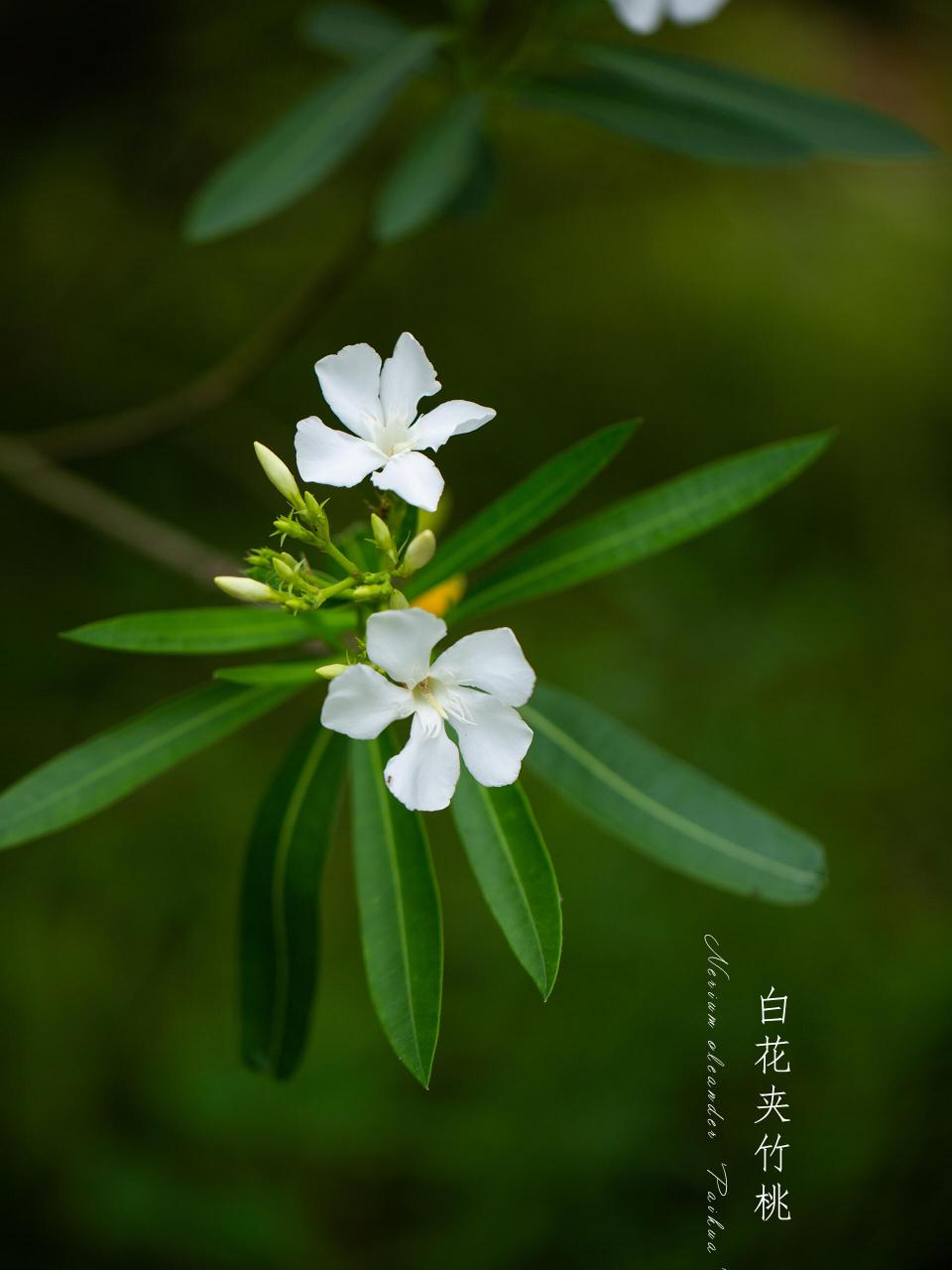 白色夹竹桃花图片