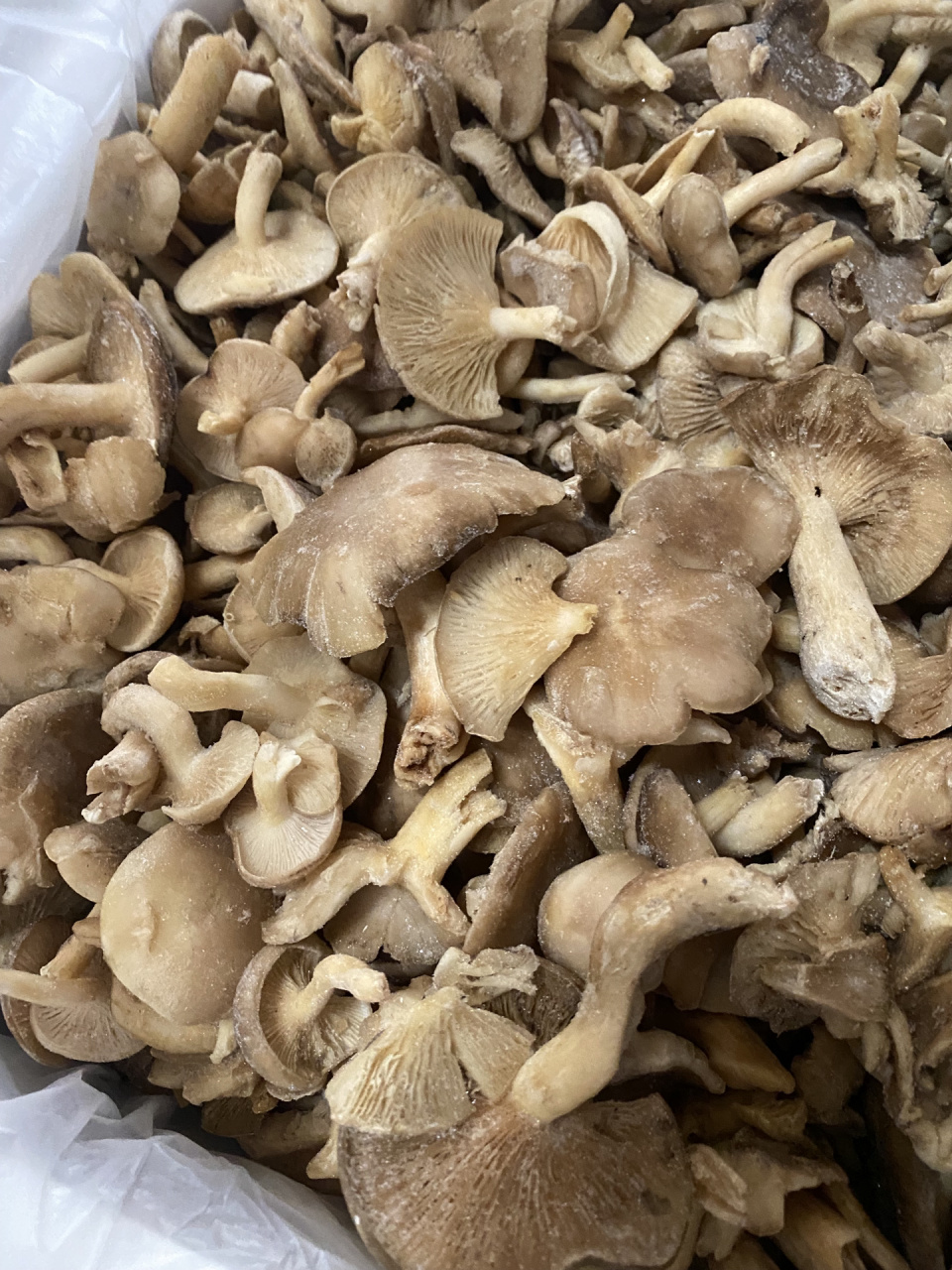 博物之野生北风菌    北风菌在野生菌大家族里可谓是不起眼平平无奇的