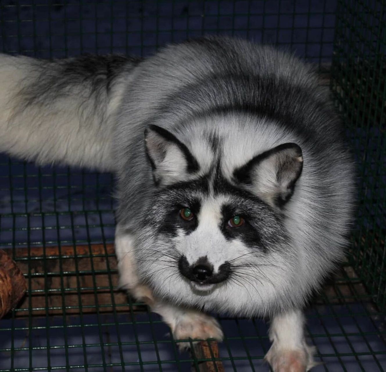 【熊猫狐】 熊猫狐(这个名字最早是国内"上海异宠"起的) 又叫大理石狐