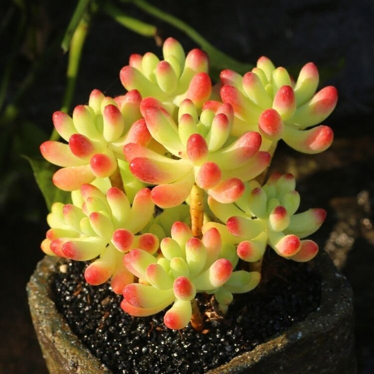 82果冻乙女心的叶片自淡绿到浅黄,最后在叶尖上点缀一道艳丽的红