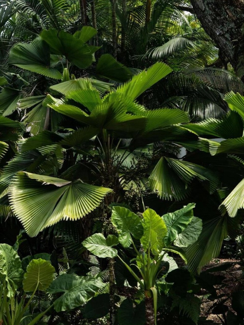 家居植物分享-圆叶轴榈 是棕榈科,轴榈属灌木,茎高可达2-3米,粗7-8