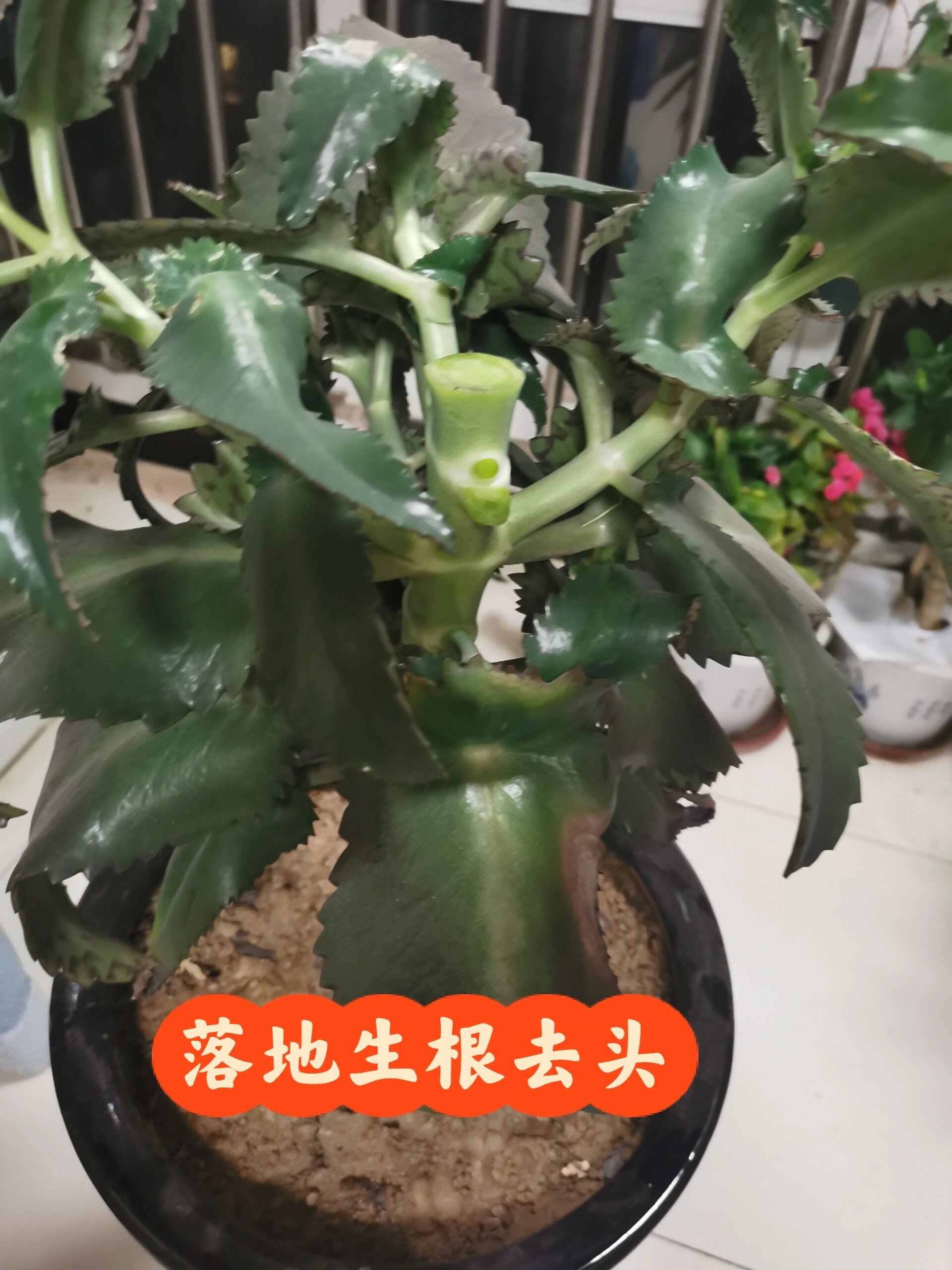 落地生根嫁接长寿花