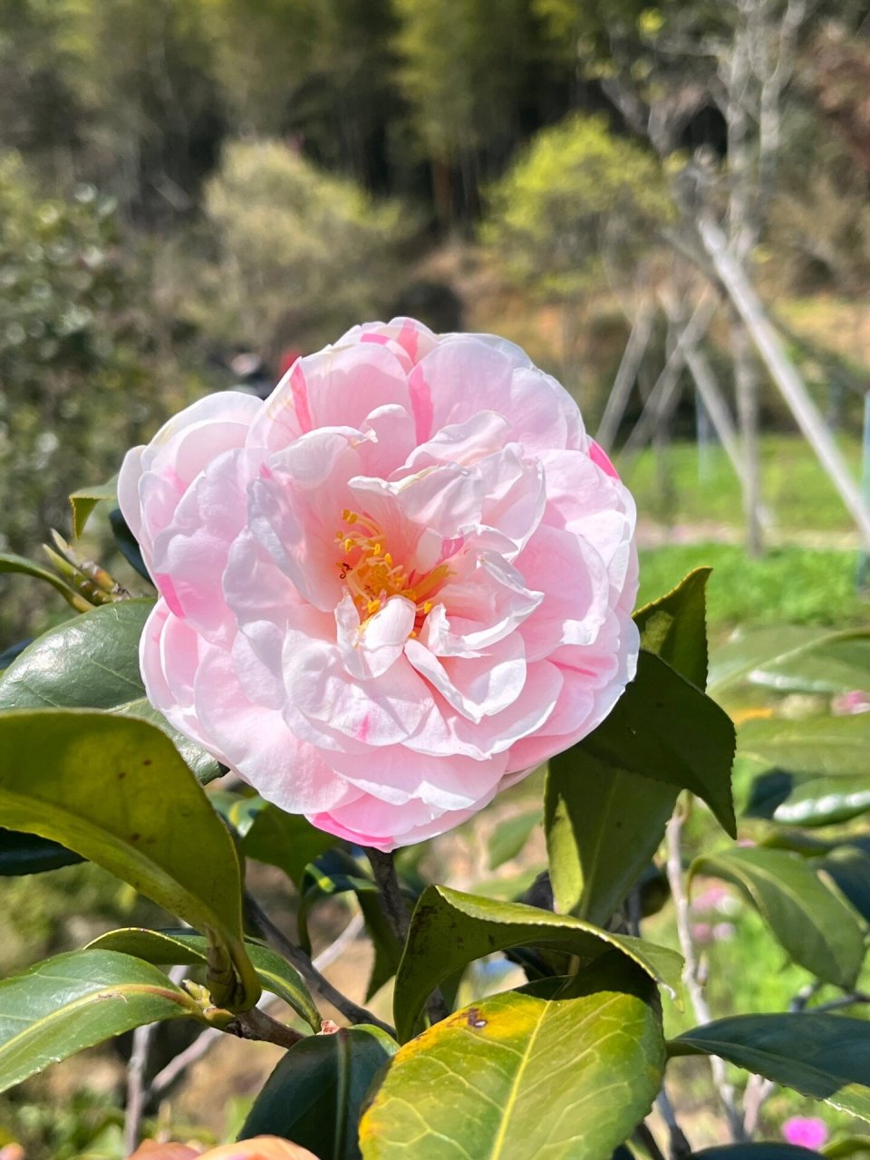 逛从化阿婆六茶花谷～     嘻嘻第一次来从化郊外的uu们推荐来这哦