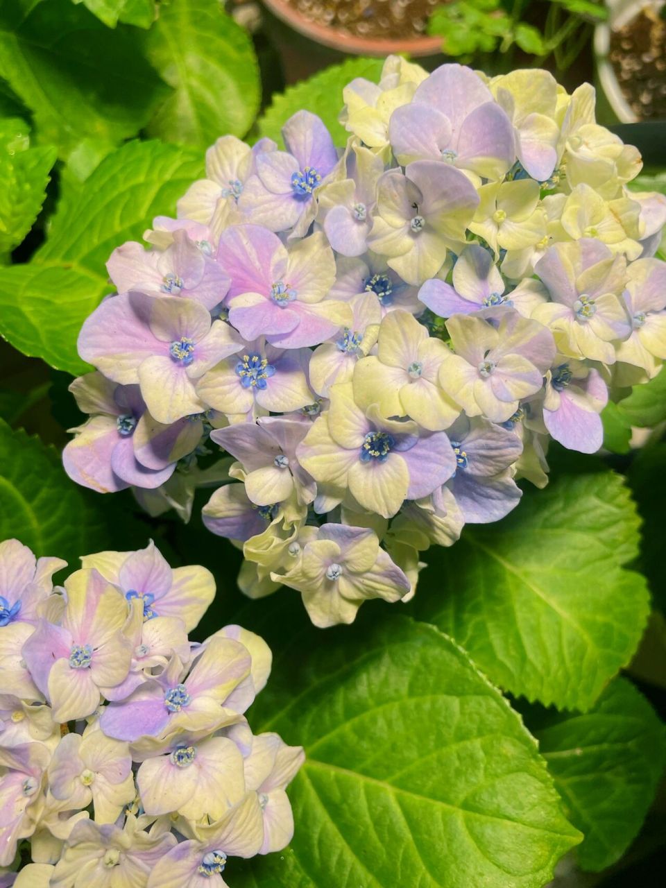 伦勃朗绣球&魔幻系列&hi系列 总之就是绣球虐我千百遍,我待绣球如初恋