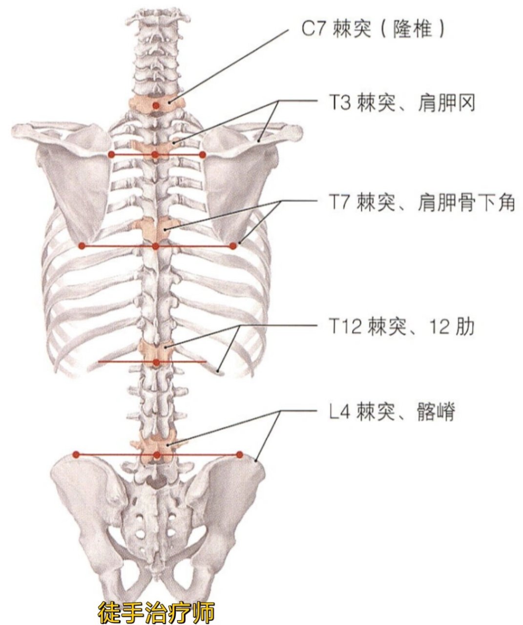 椎骨间连结解剖图图片