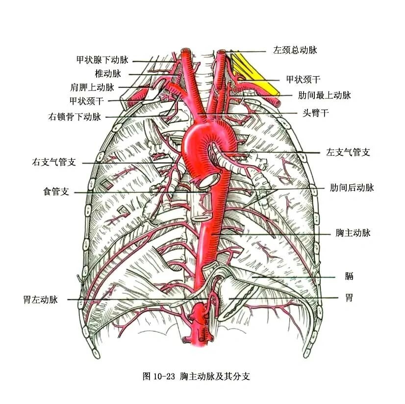 胸腹部动脉图 医学生期末,都赶紧狠狠地学010101 系解,局解图片