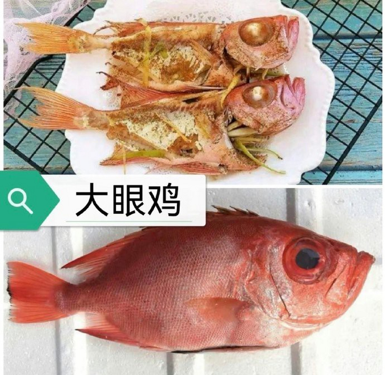 95:大眼鸡是鱼