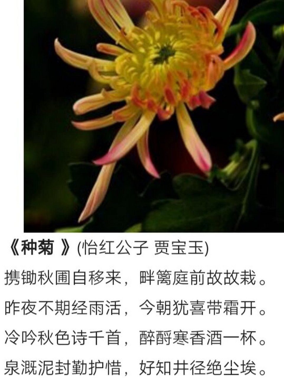《红楼梦》菊花诗十二首‖欣赏(一)
