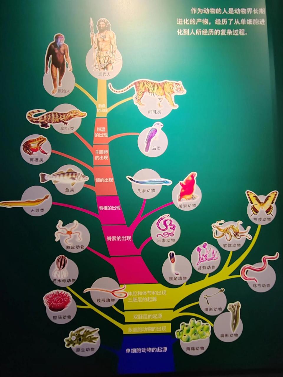 一图揭示人的演化过程,从最简单的单细胞动物,进化到现在的人类,经过